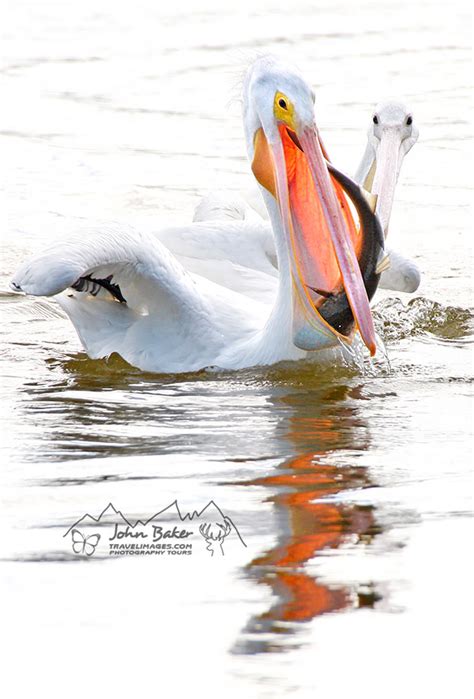 Florida Wildlife Photo Travel And Tours Gallery