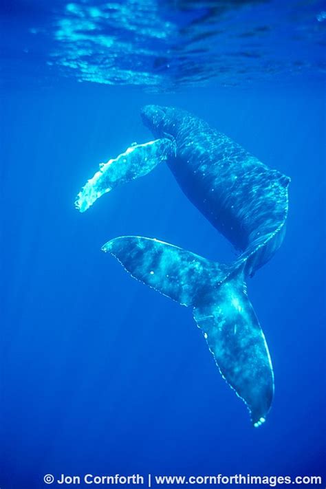 Download humpback whale images and photos. Humpback Whale 25 Photo, Picture, Print (With images ...