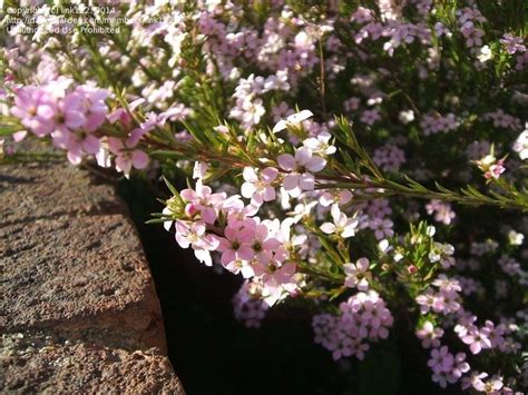 Originally native to the south west and mexico, s. Plant Identification: CLOSED: Pink shrub with five petal ...