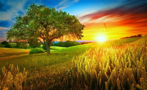 Download Sunset Wheat Tree Summer Nature Field Wallpaper