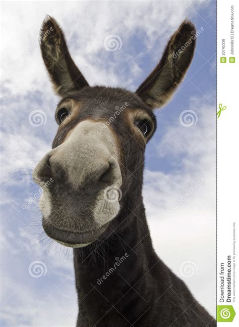 You can always move to another at a later date. Curious or Donkey stock photo. Image of curious, beast ...