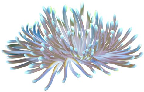 Coral Transparent Png Clip Art Image Clip Art Art Images Free Clip Art