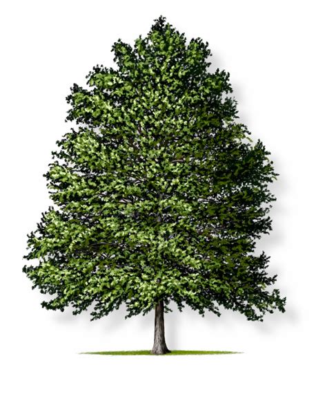 Types Of Evergreen Trees In Oregon
