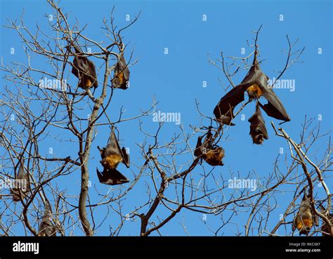 Black Flying Fox Bat Australia Stock Photo Alamy