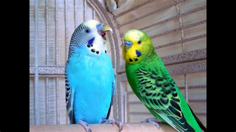 18 Minutes Budgies Parakeets Singing Chirping Talking Relaxing