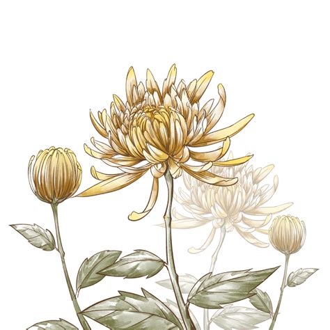 Chrysanthemum Png Picture Realistic Watercolor Chrysanthemum Cold Dew