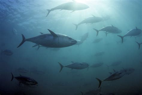 Every Species of Tuna