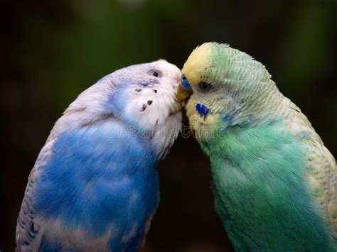 Two Budgies Stock Photo Image Of Feathers Parakeet Cute 8481264
