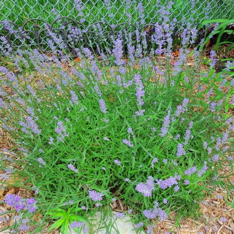 Munstead Lavender Herb Plants For Sale Free Shipping