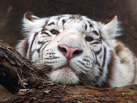 White Tiger Desktop Backgrounds Wallpaper Cave