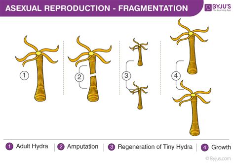 Asexual Reproduction Types Advantages Disadvantages Examples