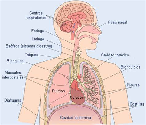 El sistema respiratorio anatomía Escuelapedia Recursos