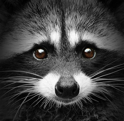 Raccoon Cute Raton Paw Funny Wood Animal Hd Wallpaper Peakpx