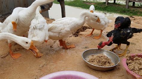 Feeding The Goose Food Youtube