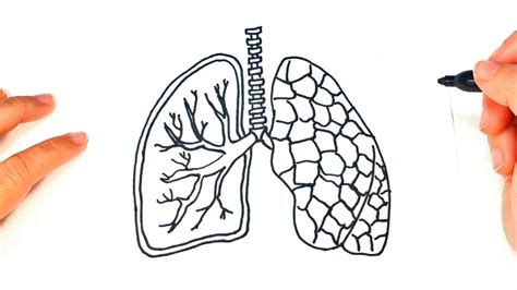How To Draw A Lungs Pair Of Lungs Easy Draw Tutorial Youtube