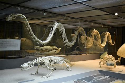 The Biggest Snake Ever Animal Skeletons Prehistoric Animals