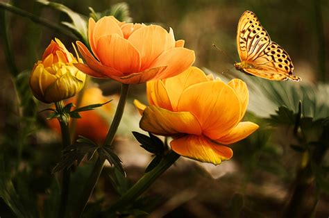 Butterfly Flowers Nature Insect Yellow Flowers Wallpapers Hd Desktop And Mobile Backgrounds