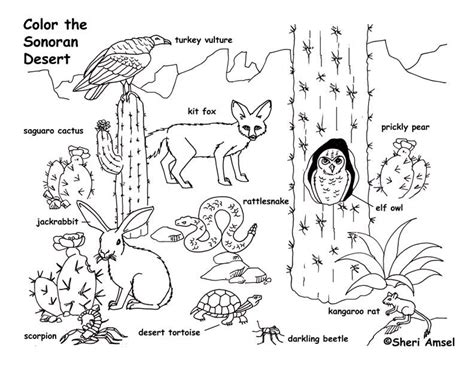 Desert Animals Coloring Pages To Print Easy