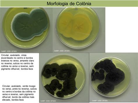 Identificação De Fungos Filamentosos Manual De Aulas Práticas Do