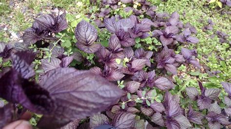 To acquire a taste for vegetables or herbs, a few people on reddit and quora suggest growing them. What is this Purple plant it smells like black licorice ...