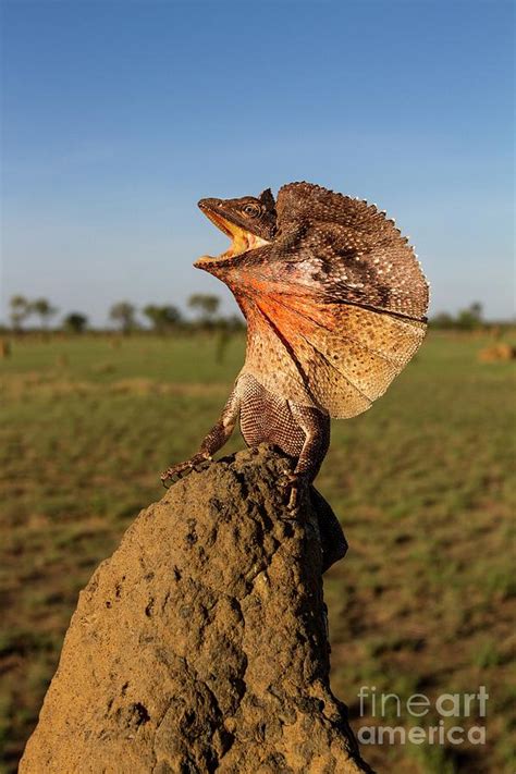 Frill Neck Lizard Displaying Photograph By Paul Williamsscience Photo Library Fine Art America