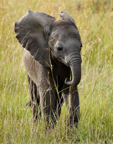 Little Girl Elephant Photograph By Sarah Liu
