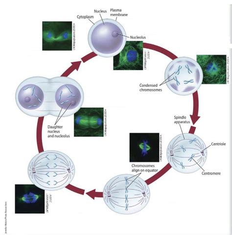 Biology Chapter 9 Cellular Reproduction Diagram Quizlet
