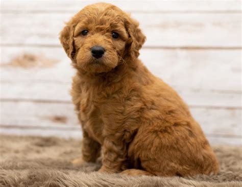 Find your new companion at nextdaypets.com. View Our Mini Goldendoodle Puppies | Poodles 2 Doodles ...