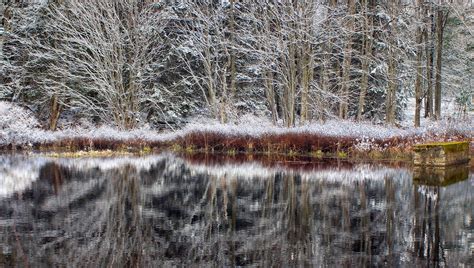 Free Picture Tree Water Winter Wood Frost Frozen Ice Landscape