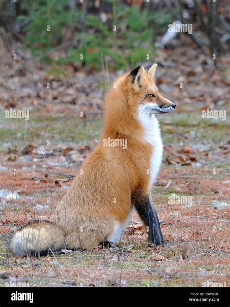 Red Fox Animal Close Up Profile Side View In The Forest With Trees