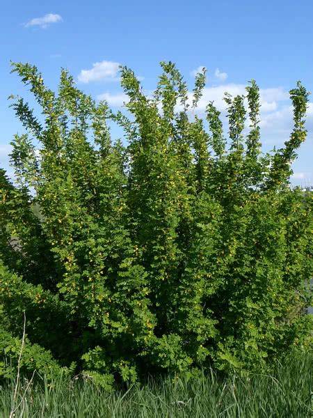 Certain extra space storage facilities offer secure indoor and. Common Caragana for Sale - TreeTime.ca