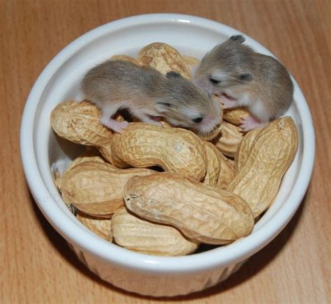 Discounted price $12.99 old price $15.99. Hamster Peanuts - Food, Drink, Photography, and other things.