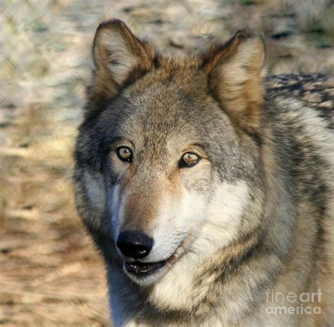 Gray Wolf Portrait Photograph By Neal Eslinger Fine Art America