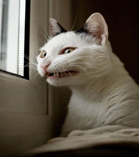 20 Animals Making Some Seriously Crazy Faces Page 3 Of 5