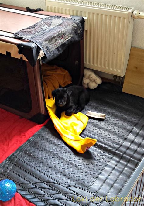 Welpe pinkelt wieder in die wohnung/war sauber welpe pinkelt wieder in die wohnung/war sauber. Loki Schlafplatz | Welpen, Wohnung hund, Welpe stubenrein