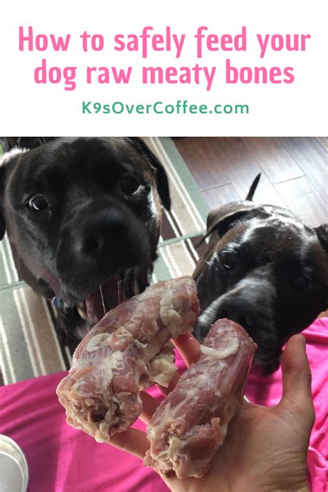 How To Safely Feed Your Dog Raw Meaty Bones