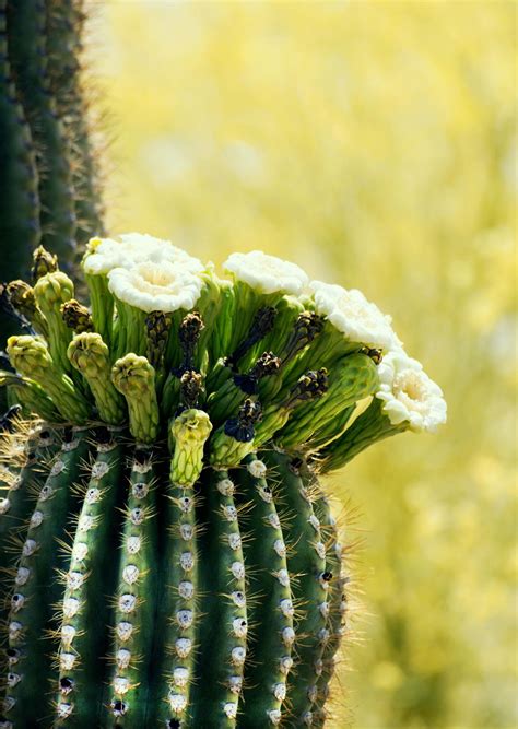 Saguaro In Bloom Cactus Flower Saguaro Bloom