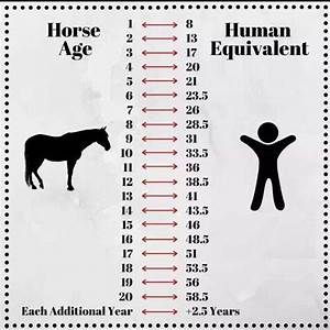 What Is Your Horse S Age In Human Years Horseridingstyle