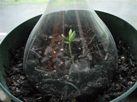 After an apple seed is planted, it takes a few weeks before it will sprout. Describe Happy: Baby Apple Tree