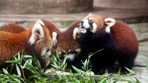 Twelve Zoo Bred Red Pandas Make Public Debut In E China Cgtn