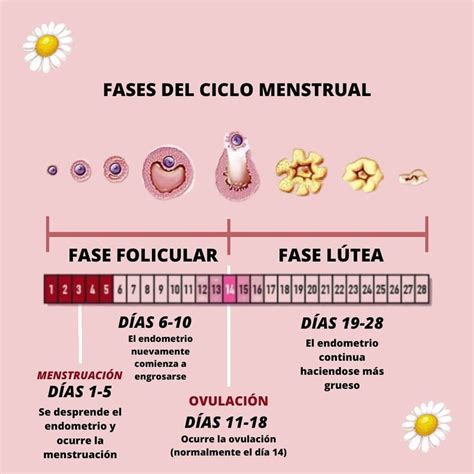 A Pink Poster With The Words Fases Del Ciclo Menstrual