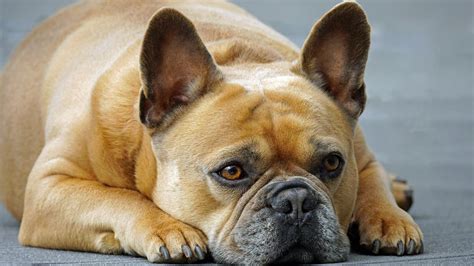 11 Ways To Treat And Prevent Ear Infections In French Bulldogs → K 9