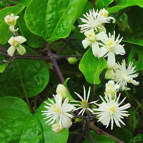 Check spelling or type a new query. Клематис виноградолистный (Clematis vitalba). - купить в ...