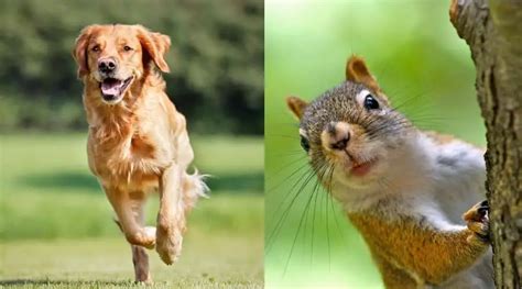 Why Do Squirrels Tease Dogs Animal Thrill