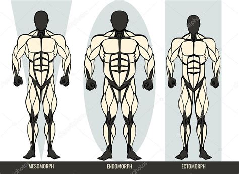 Diagrama De Los Tipos De Cuerpo De Los Hombres Con Los Tres Somatotipos Ectomorph Mesomorph Y
