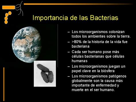 Clasificacin De Las Bacterias Estructura Gentica Y Metabolismo