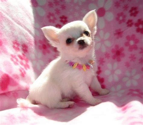Chihuahua Puppies Offer