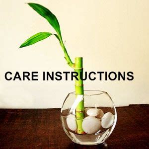 Suggested optimal temperature, watering techniques, etc. lucky bamboo plant care instructions - didn't know half of ...