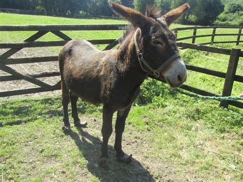 Abandoned Donkeys Rescued From A Bog In Co Roscommon By Ispca Inspector