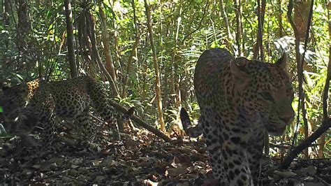 Last Remaining Wilderness Camera Trap In Burma Captured Rare Wildlife